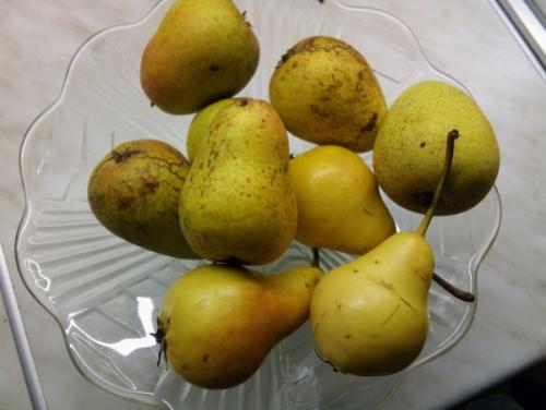 Ранний сорт груши. Летние сорта груш 10