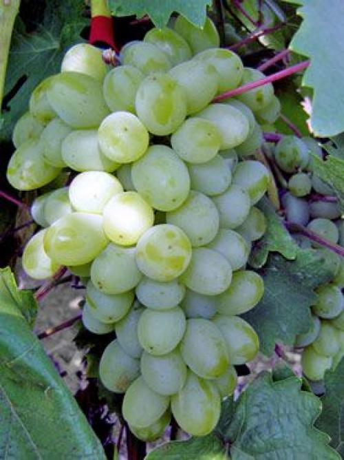 Сорта винограда по алфавиту