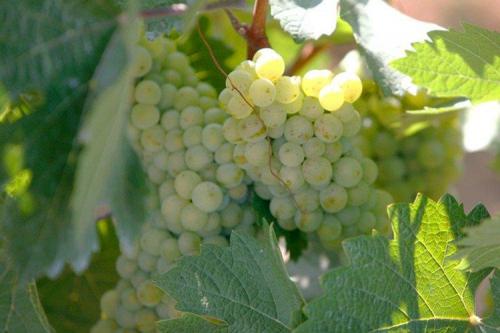 Описание сорта винограда. Лучшие сорта винограда: фото, названия и описания (каталог)