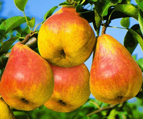 Сорта груш. 40 сортов груш по регионам c описанием и фото