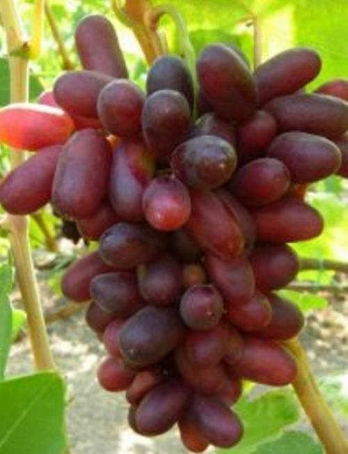 Сорта винограда по алфавиту