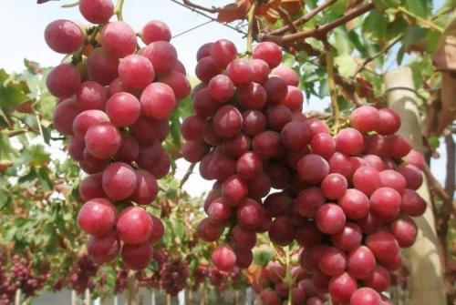 Описание сорта винограда. Лучшие сорта винограда: фото, названия и описания (каталог)
