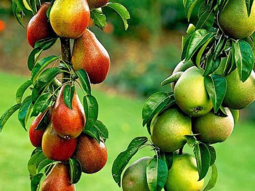 Сорта груш. 40 сортов груш по регионам c описанием и фото