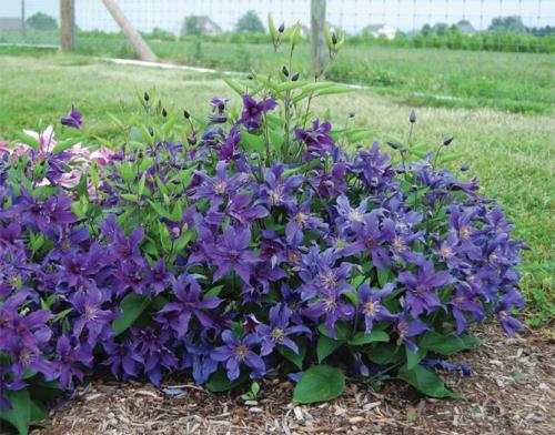 Клематис быстрорастущий. Описание лучших сортов клематиса – названия с фото