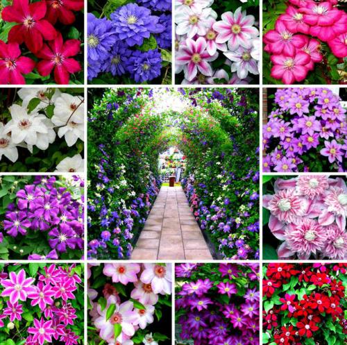 Клематис быстрорастущий. Описание лучших сортов клематиса – названия с фото