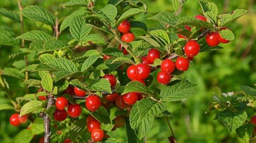 Вишня войлочная кустовая. Все о вишне войлочной