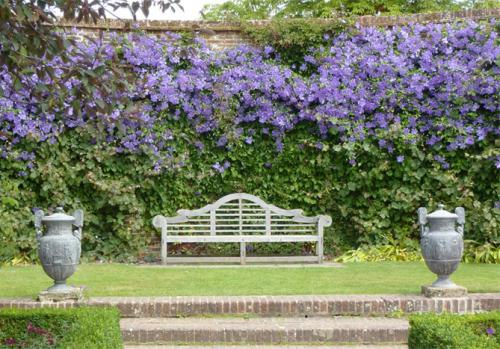 Клематис быстрорастущий. Описание лучших сортов клематиса – названия с фото