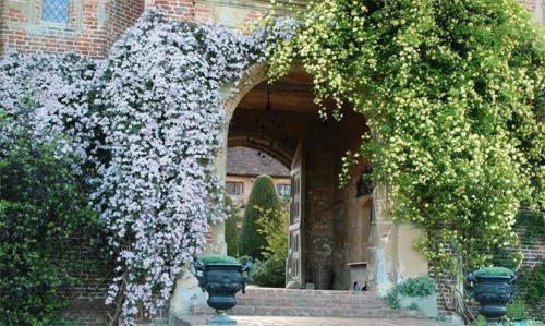 Клематис быстрорастущий. Описание лучших сортов клематиса – названия с фото