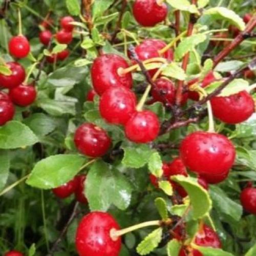 Посадка вишни кустовой. Основные требования к участку 04