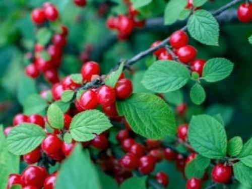 Посадка вишни кустовой. Основные требования к участку 10