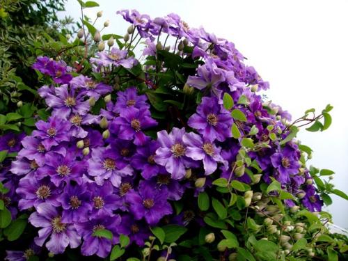 Клематис быстрорастущий. Описание лучших сортов клематиса – названия с фото