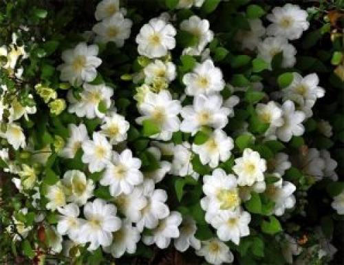 Клематис быстрорастущий. Описание лучших сортов клематиса – названия с фото