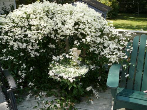 Клематис быстрорастущий. Описание лучших сортов клематиса – названия с фото