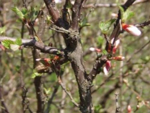 Посадка вишни кустовой. Основные требования к участку 06