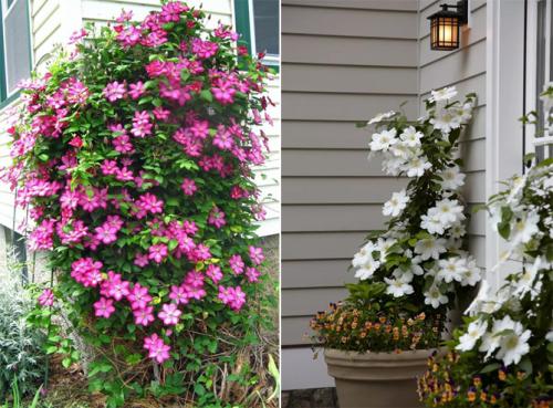 Клематис быстрорастущий. Описание лучших сортов клематиса – названия с фото