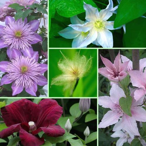 Клематис быстрорастущий. Описание лучших сортов клематиса – названия с фото