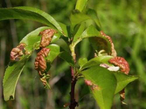 Персик киевский ранний. Типичные для раннего сорта болезни и вредители