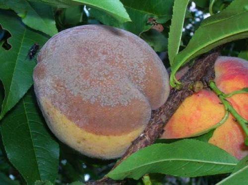 Персик киевский ранний. Типичные для раннего сорта болезни и вредители