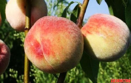 Персик донецкий желтый. 5 лучших сортов персика 01