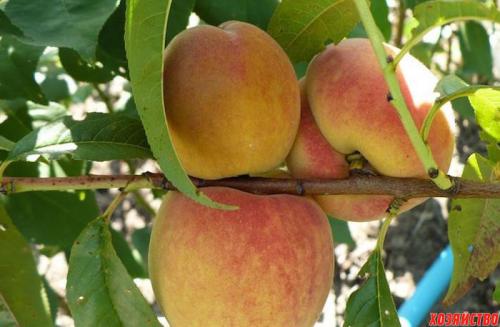 Персик донецкий желтый. 5 лучших сортов персика 02