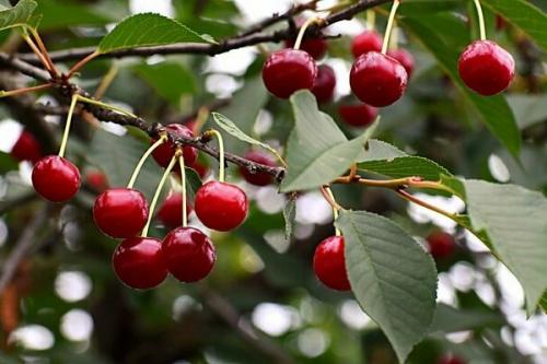Вишня когда созревает на урале. Созрела вишня в саду