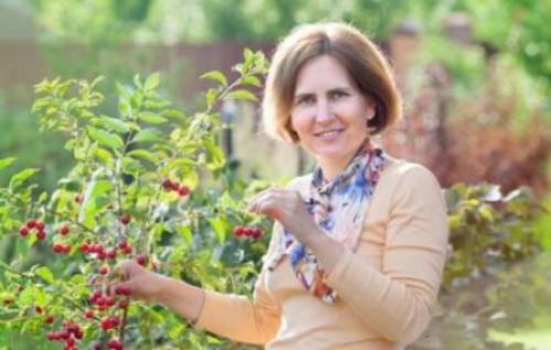 Вишня когда созревает в башкирии. Сбор урожая