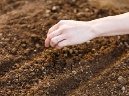 Газоны и цветники на даче. Как выбрать газонные цветы? 05 Газоны и цветники на даче. Как выбрать газонные цветы? 05