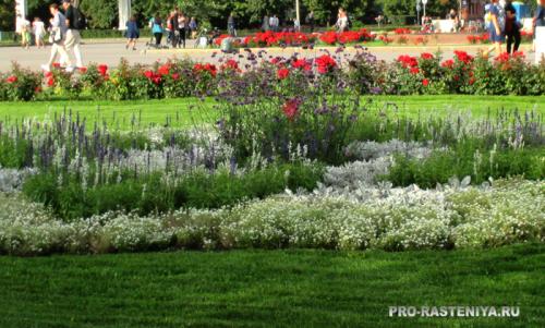 Газоны и цветники на даче. Как выбрать газонные цветы? 08 Газоны и цветники на даче. Как выбрать газонные цветы? 08
