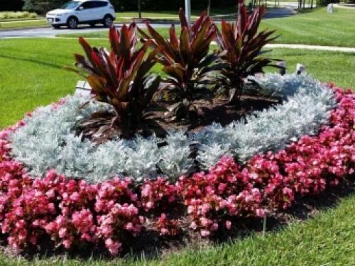 Газоны и цветники на даче. Как выбрать газонные цветы? 07 Газоны и цветники на даче. Как выбрать газонные цветы? 07