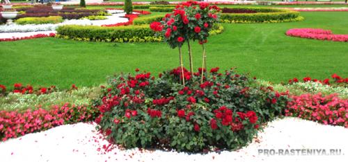 Газоны и цветники на даче. Как выбрать газонные цветы? 09 Газоны и цветники на даче. Как выбрать газонные цветы? 09