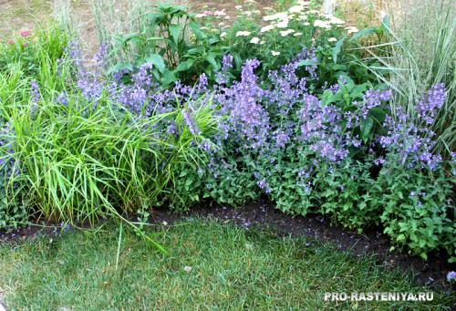 Газоны и цветники на даче. Как выбрать газонные цветы? 10 Газоны и цветники на даче. Как выбрать газонные цветы? 10