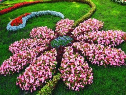 Газоны и цветники на даче. Как выбрать газонные цветы? 03 Газоны и цветники на даче. Как выбрать газонные цветы? 03