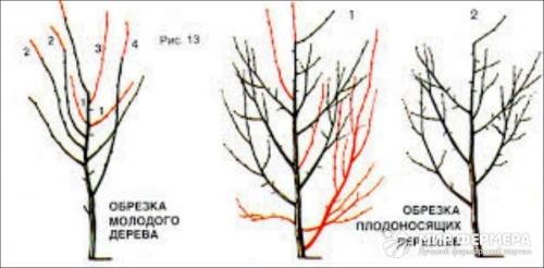 Яблони с дегустационной оценкой 5 баллов. Re: Дегустация сортов (МОИП) 01 Яблони с дегустационной оценкой 5 баллов. Re: Дегустация сортов (МОИП) 01