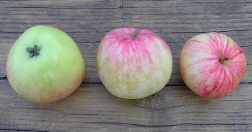 Яблони раннего плодоношения. Различные летние сорта яблонь