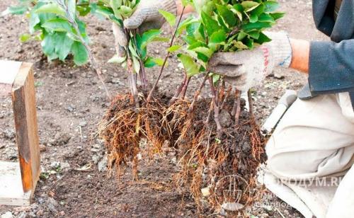 Средние сорта яблок. Рекомендации по приобретению саженцев