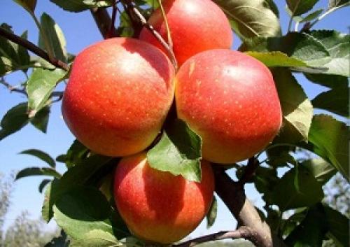 Яблони раннего плодоношения. Различные летние сорта яблонь