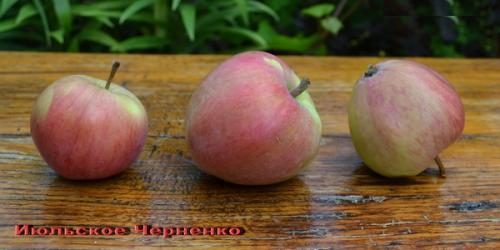 Июльские сорта яблок. Скороплодная и ранняя яблоня Июльское Черненко: описание, фото, отзывы