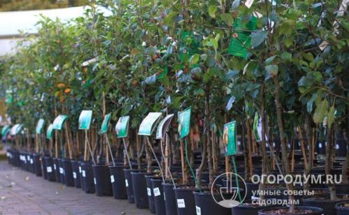 Средние сорта яблок. Рекомендации по приобретению саженцев