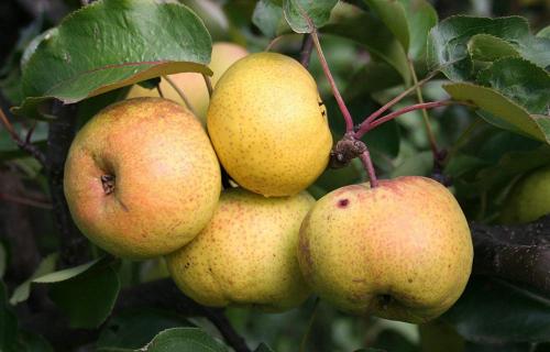Груша ранние сорта для средней полосы России. Груши для средней полосы России