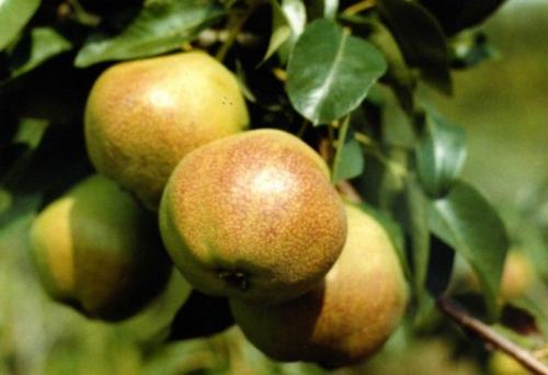 Груша ранние сорта для Ленинградской области. Груши для Ленинградской области