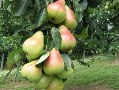 Груша ранние сорта для Ленинградской области. Груши для Ленинградской области