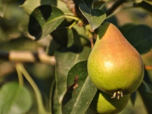 Груша ранние сорта краснодарский край. Лучшие сорта груши для кубани