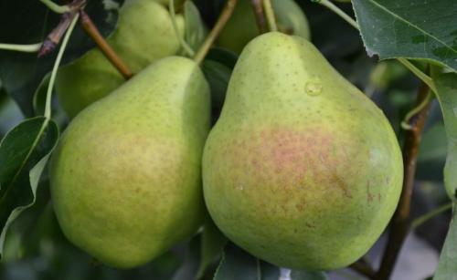 Груша ранние сорта для средней полосы России. Груши для средней полосы России