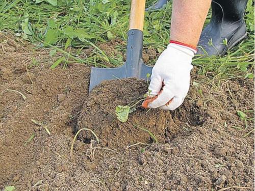 Что сажают в апреле на рассаду. Сажаем на рассаду горох и репу