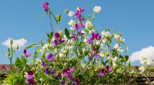 Что сажают в саду и огороде в апреле. Особенности и правила посева семян овощей и цветов в открытый грунт в апреле 05