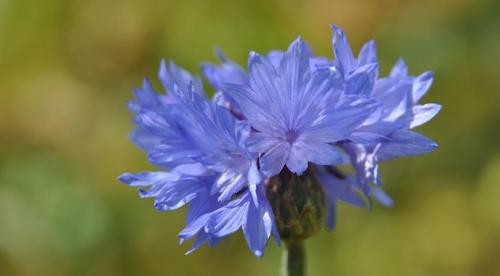 Что сажают в саду и огороде в апреле. Особенности и правила посева семян овощей и цветов в открытый грунт в апреле 02