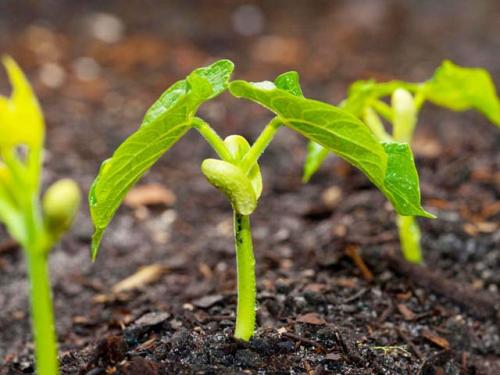 Что сажают в апреле на рассаду. Сажаем на рассаду горох и репу