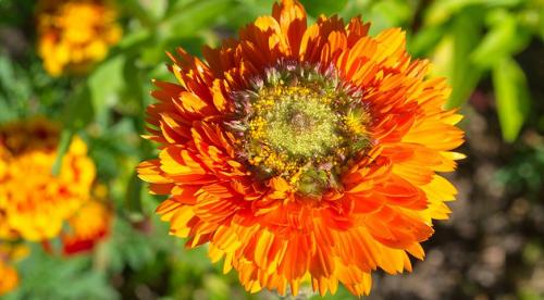 Что сажают в саду и огороде в апреле. Особенности и правила посева семян овощей и цветов в открытый грунт в апреле 01