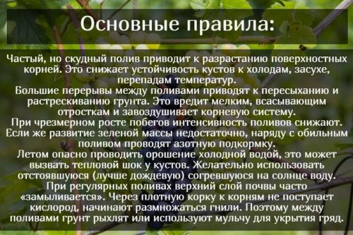 Надо ли поливать виноград осенью перед укрытием на зиму. Основные правила