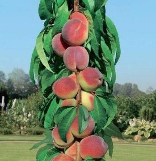 Поздние сорта персика на кубани. Лучшие сорта персиков для разных регионов России